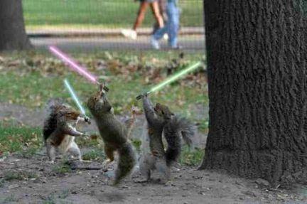 FunnySquirrels009.jpg