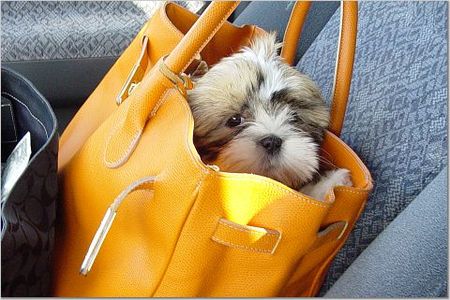 purse-puppy.jpg