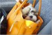 purse-puppy.jpg